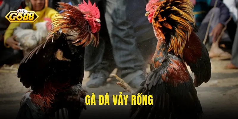 Gà Đá Vảy Rồng