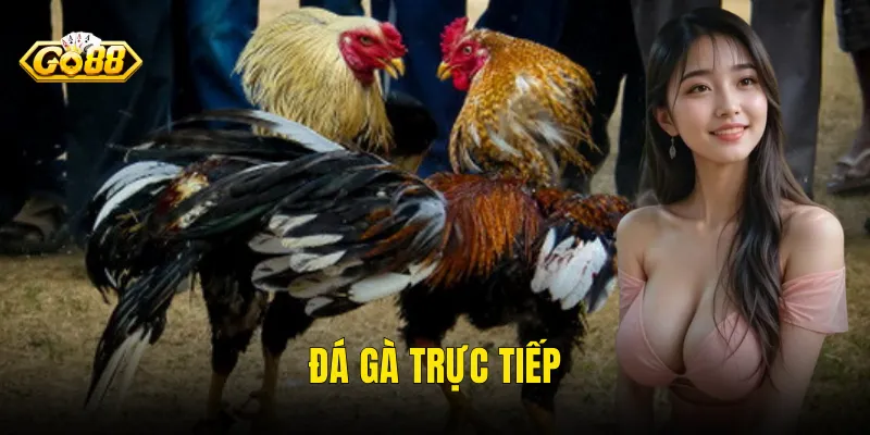 Đá Gà Trực Tiếp