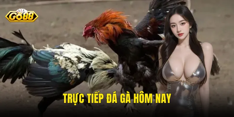 Trực Tiếp Đá Gà Hôm Nay
