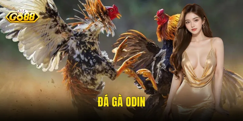 Đá Gà Odin