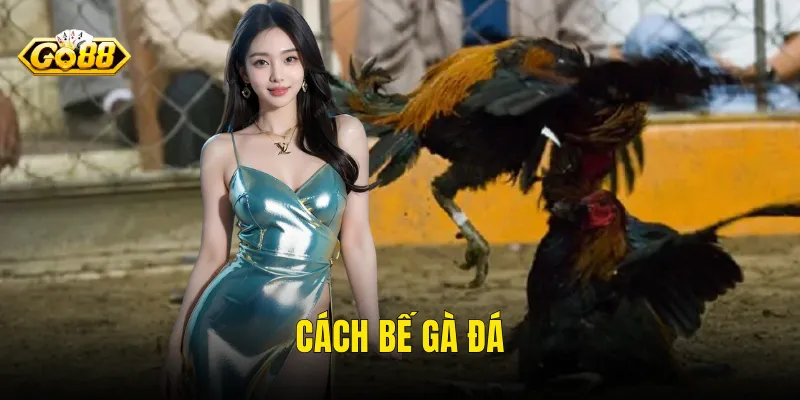 cách bế gà đá