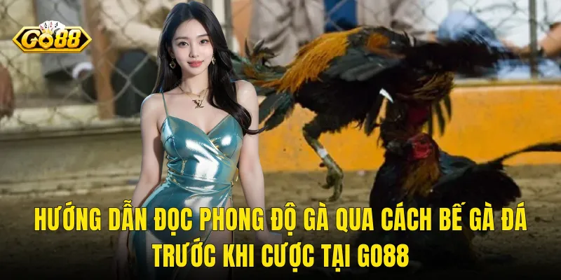 Hướng Dẫn Đọc Phong Độ Gà Qua Cách Bế Gà Đá Trước Khi Cược Tại Go88
